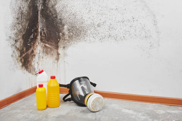 Best Certified Mold Removal  in Wenona, IL