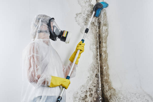Certified Mold Removal in Wenona, IL