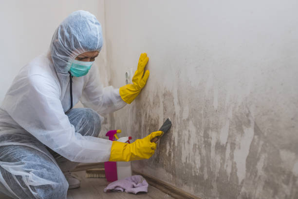 Best Certified Mold Removal  in Wenona, IL