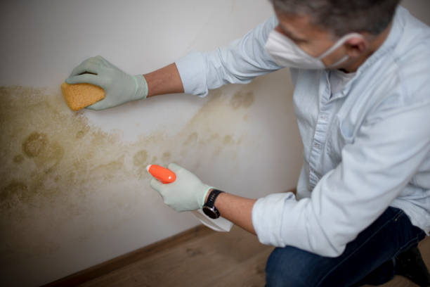 Trusted Wenona, IL Mold Removal Experts
