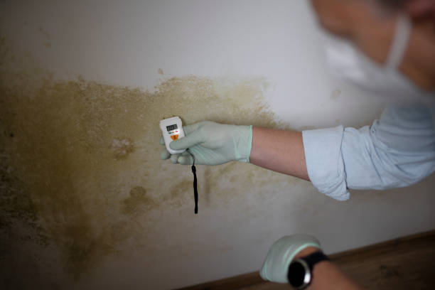 Crawl Space Mold Removal in Wenona, IL