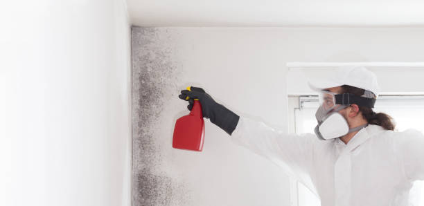 Best Toxic Mold Removal  in Wenona, IL