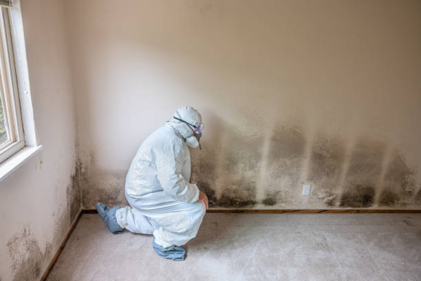 Best Residential Mold Removal  in Wenona, IL