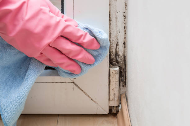 Best Fast Mold Removal  in Wenona, IL