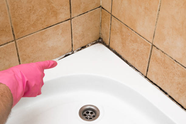 Best Office Mold Removal Services  in Wenona, IL